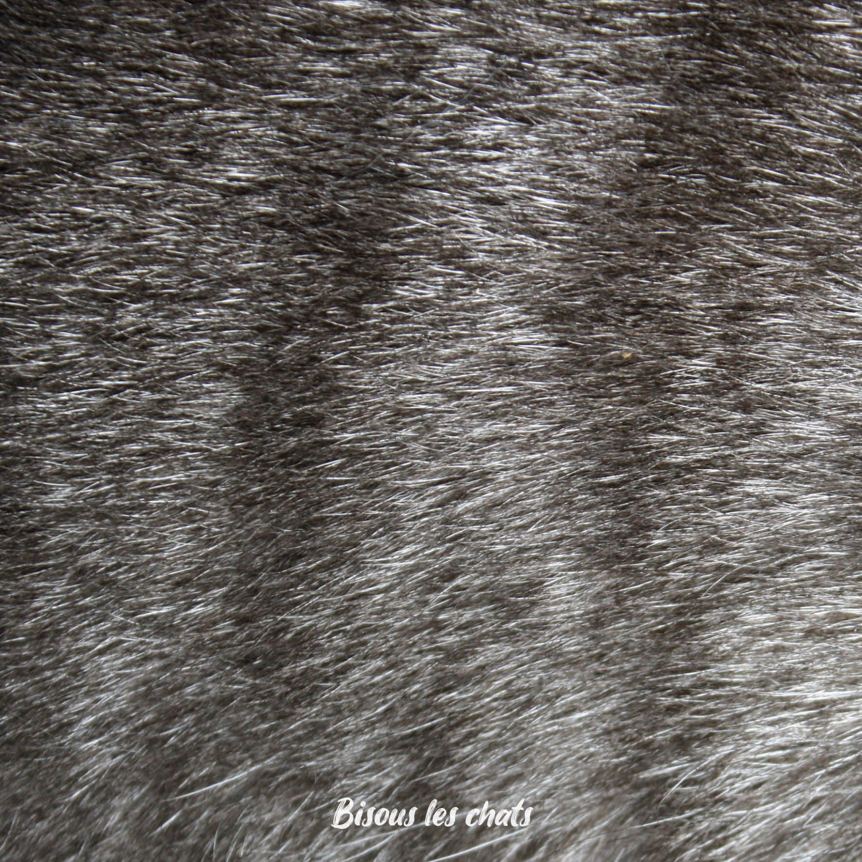 Carnet motif pelage chat gris tigré de chez Homycat