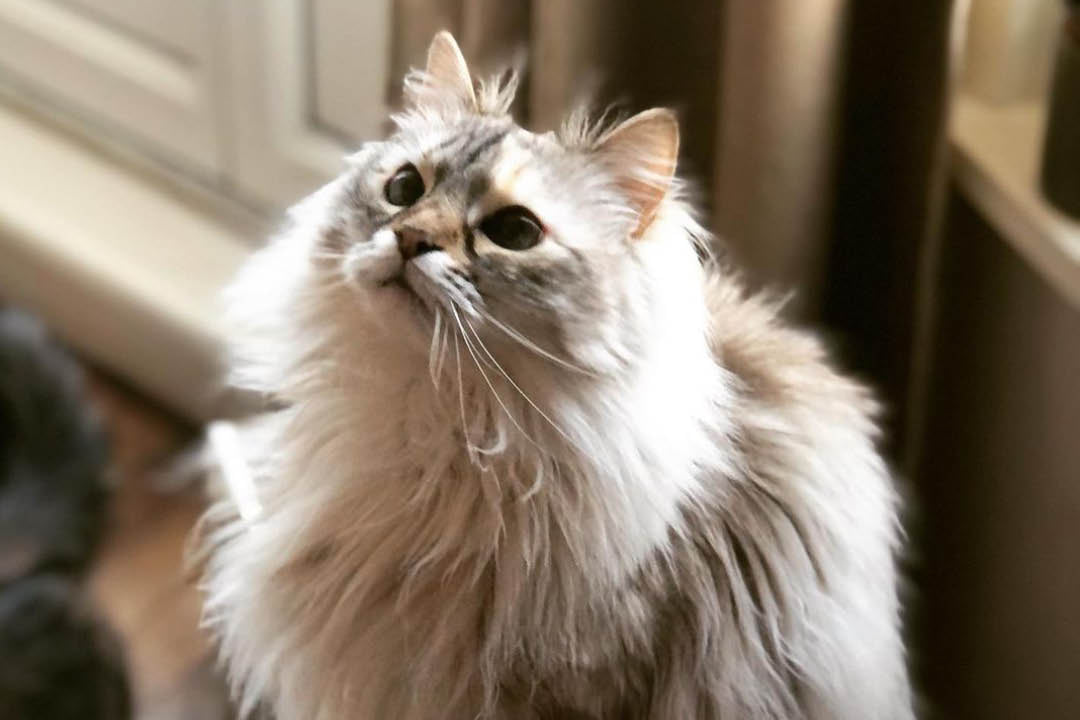 Comment appeler son chat en 2024 ? Des idées de noms de chat en V W X Homycat