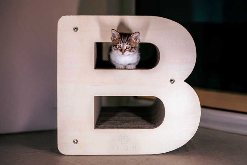 Nom de chat en “B” pour 2026