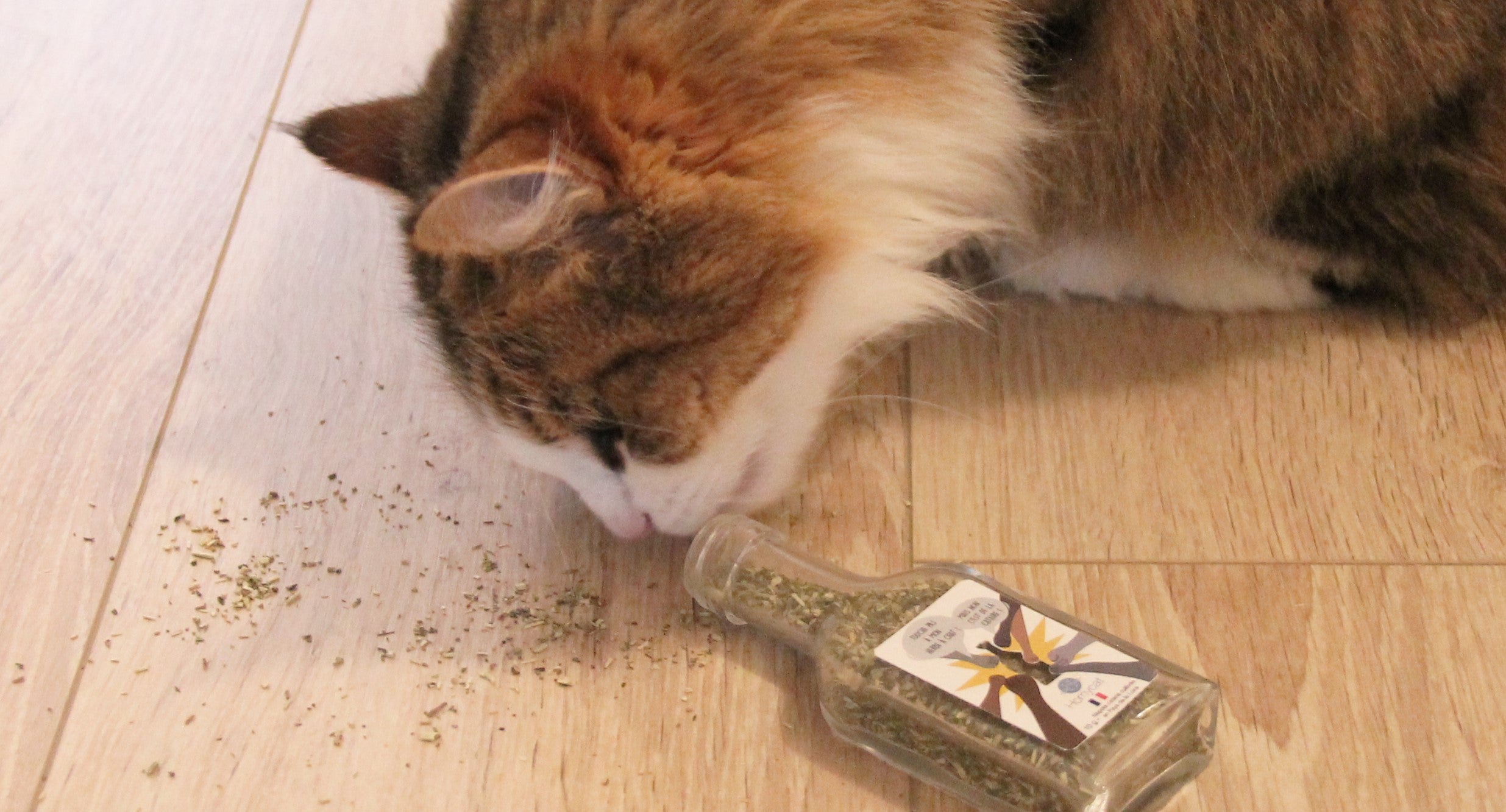Balle de cataire : l'herbe qui rend fous les chats !