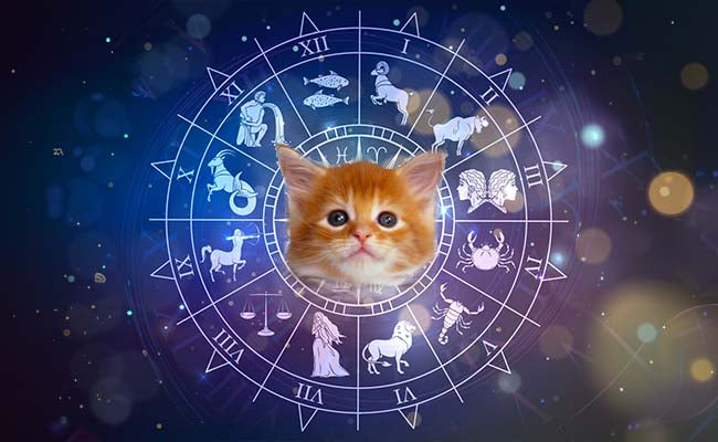 Astrologie des Chats : Quel type de chat sommeille en vous ? 🐾✨