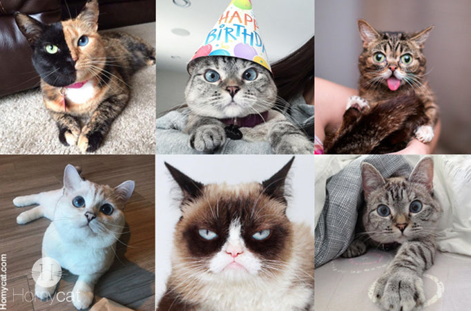 Top: L’histoire des chats les plus célèbres d’Instagram !