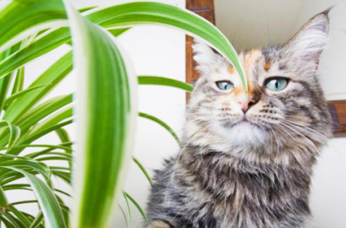 Les plantes dangereuses ou toxiques pour les chats - Homycat