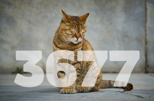 3677, le nouveau numéro pour signaler la maltraitance animale en France