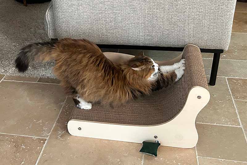 Comment empêcher mon chat de faire ses griffes sur mon canapé ?