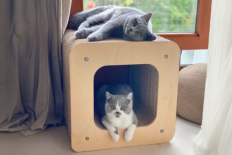 Pourquoi j'ai l'impression que mon chat n'aime pas les griffoirs en carton ?