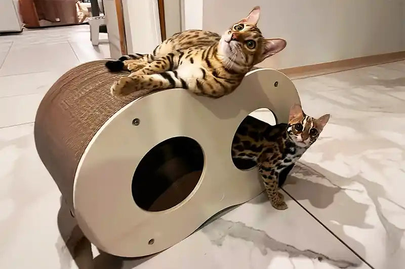 Des races de chats peu connues : Bombay, Burmese, SnowShoe, Bobtail ou Chat Léopard d'Asie