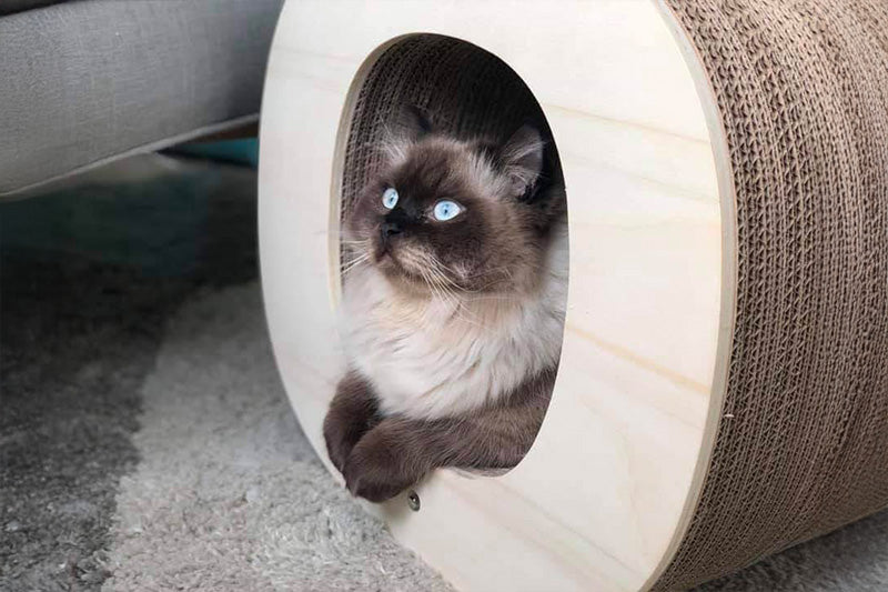 Connaître l’origine du chat : ce petit félin que l’on aime tant