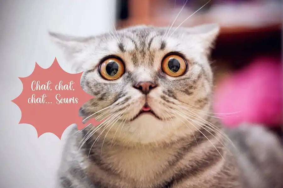 Expressions françaises avec le mot « chat »