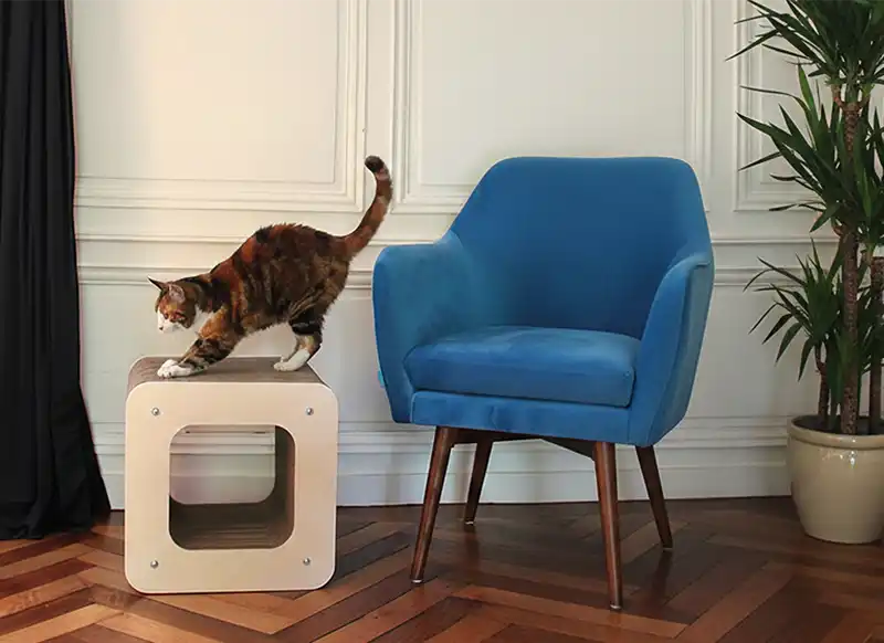 Les meilleurs griffoirs pour chat : robustes, design et durables