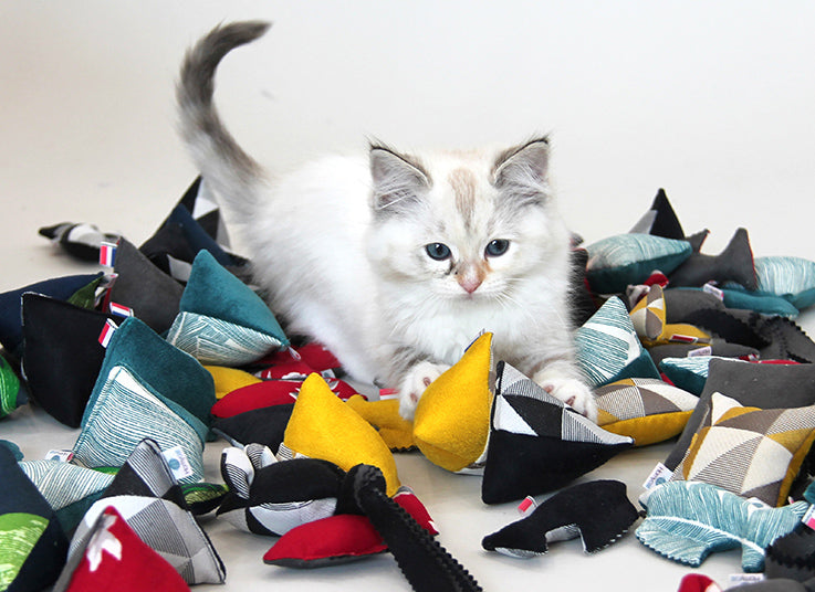 Jouets & cataire