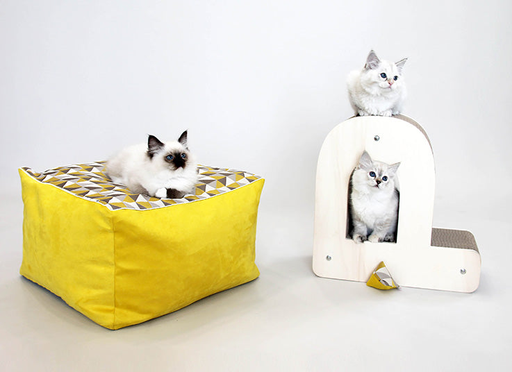 Kit chaton