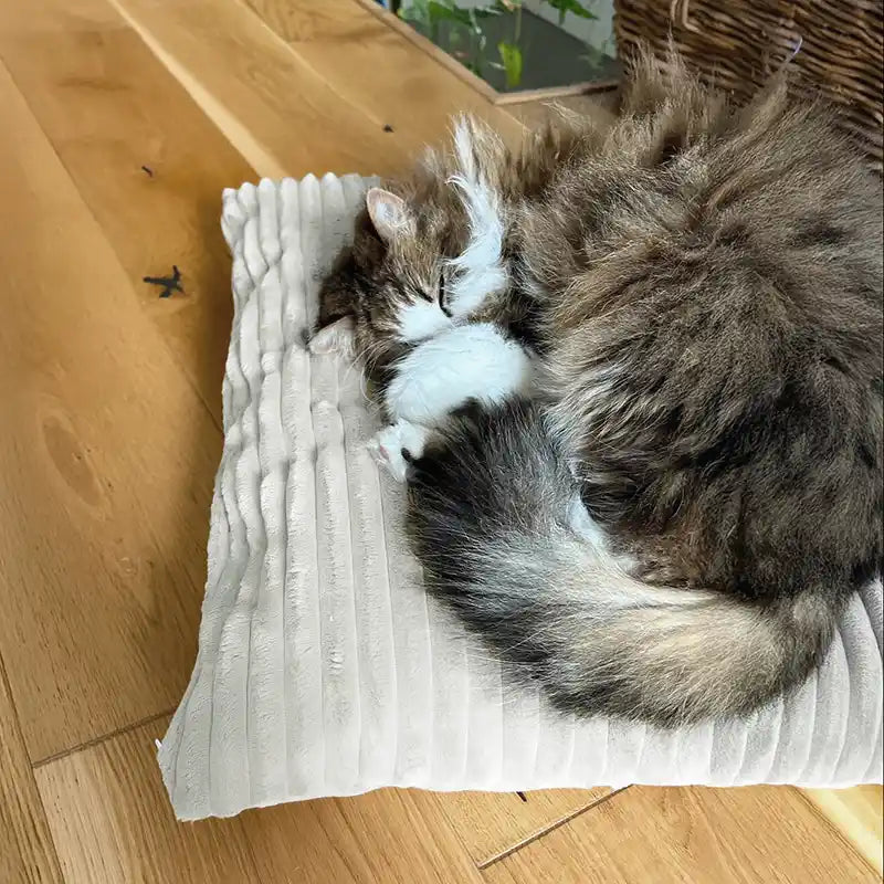 Coussins Design Chat - Velours Taupe et Ecru