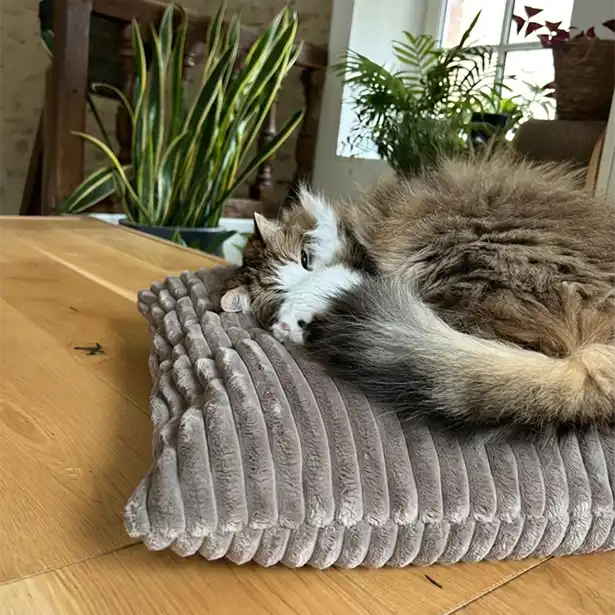 Coussinnerie Design Chat - Velours Taupe ou Ecru - Modèles Berlingot Coussin Cube