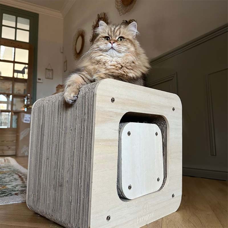 griffoir design cube + tour homycat chat british