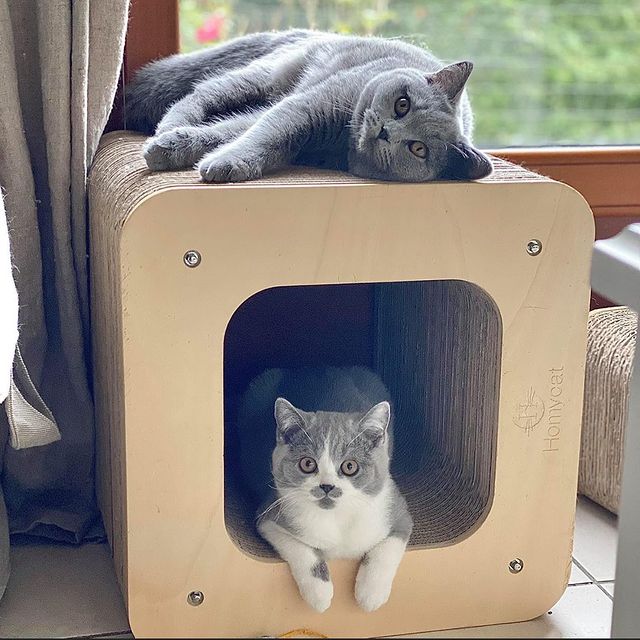 grattoir-meuble-chat-robuste-chaton-design-moderne-griffoir-british