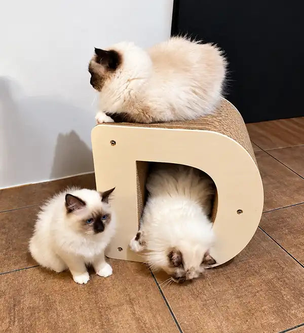 D-XL-griffoirs-alphabet-chat-ragdoll-homycat-design-Trois chats et leur griffoir lettre maison arrondie cartn