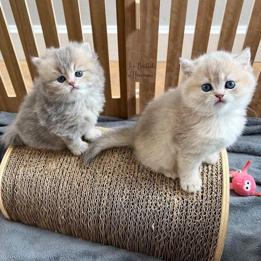 Griffoir demi-rond Homycat