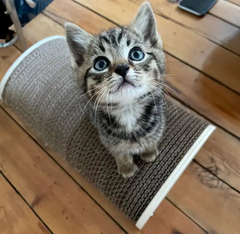 griffoir personnalisable pour chat made in france