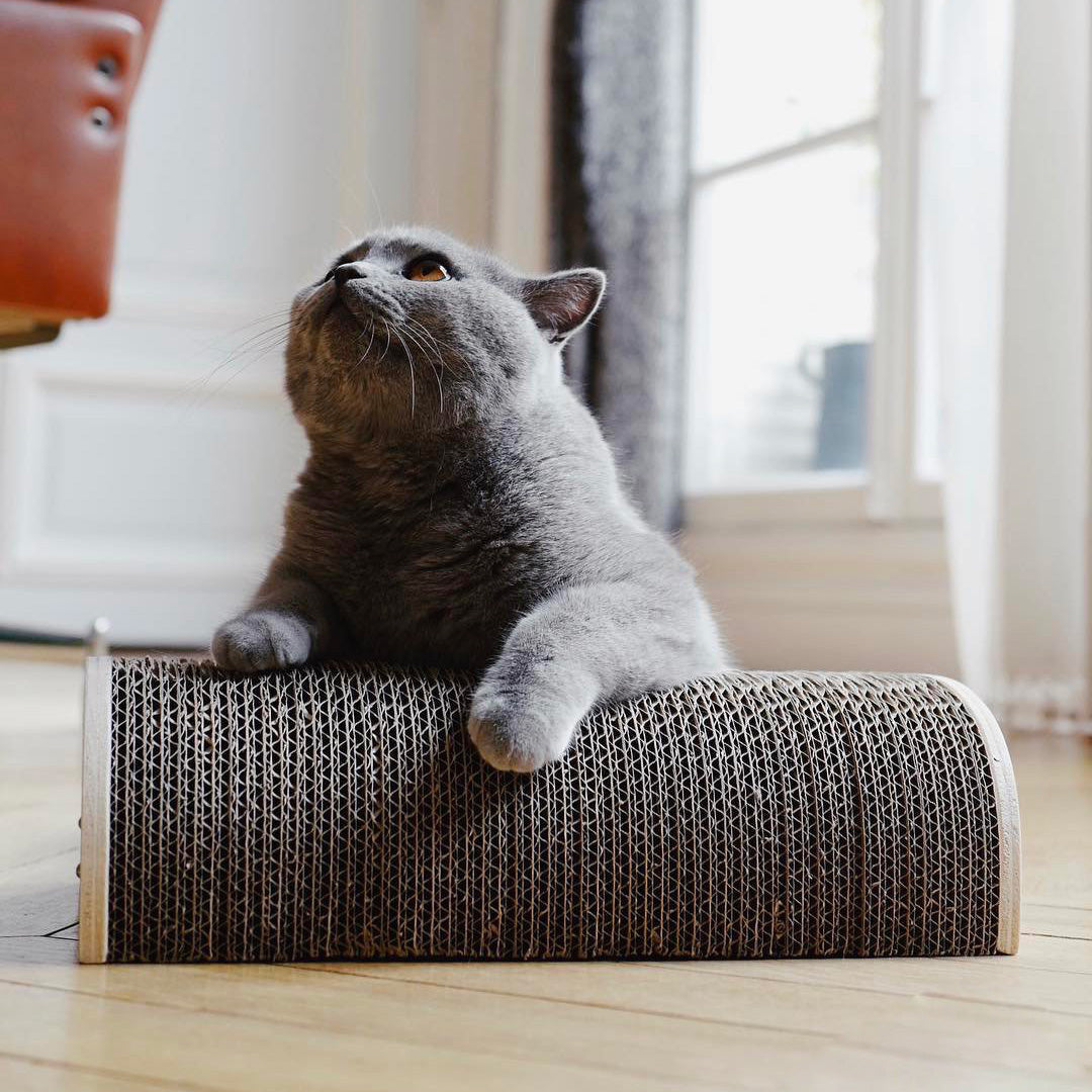 Griffoir demi-rond Homycat