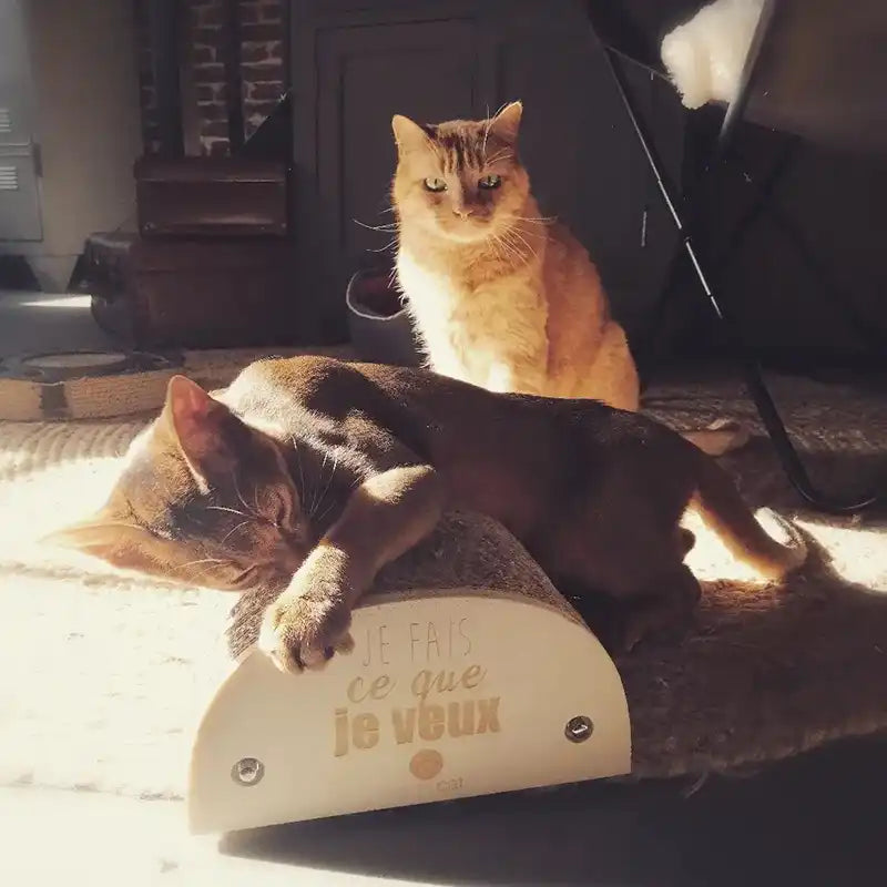 Griffoir chat "Je fais ce que je veux"
