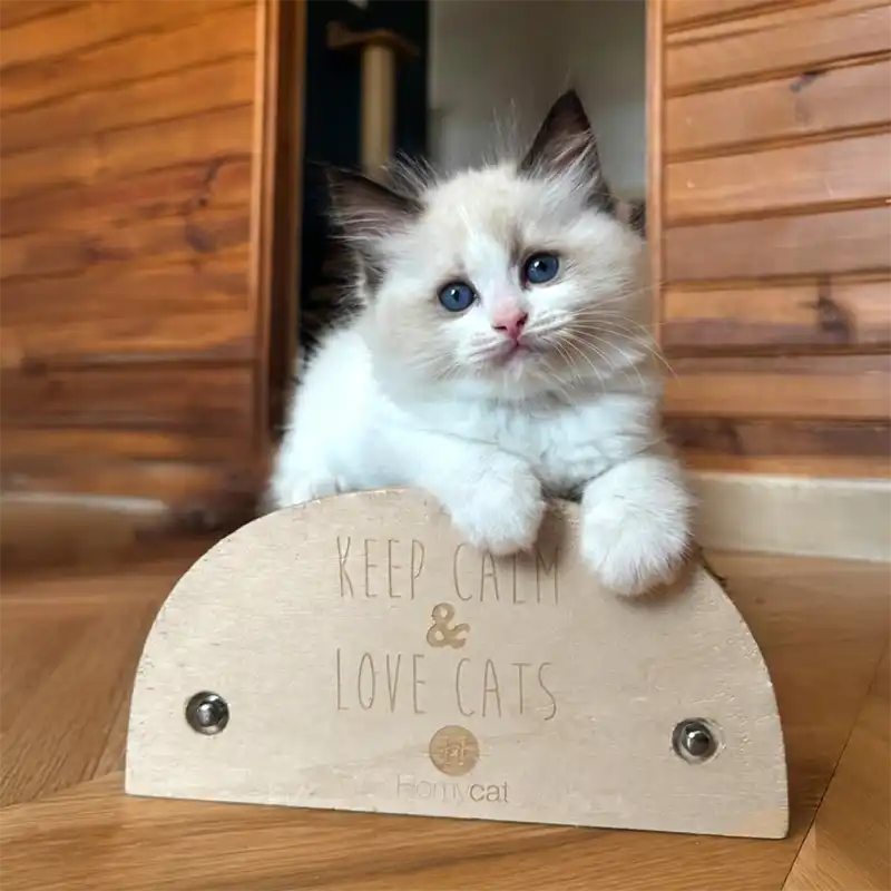 Griffoir chat "Keep Calm and love cats"