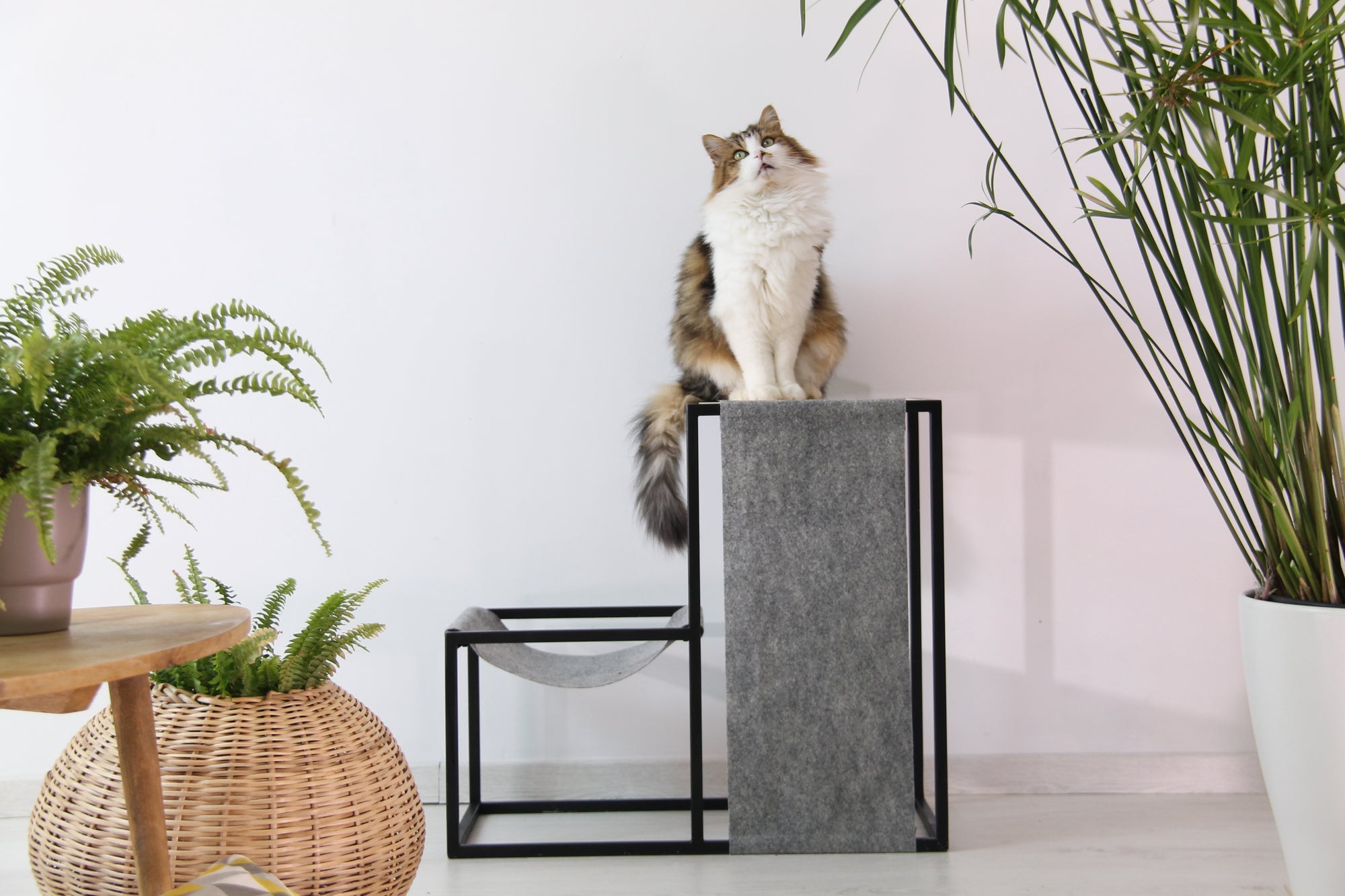 Kit de culture d'herbe à chat tout-en-un sans sol Mayitwill en vente B2B  pour votre magasin – Faire Suisse