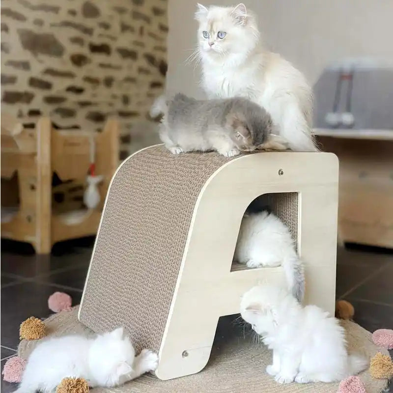 chaton-maine-coon-lettre-griffoir-A-qualite-homycat