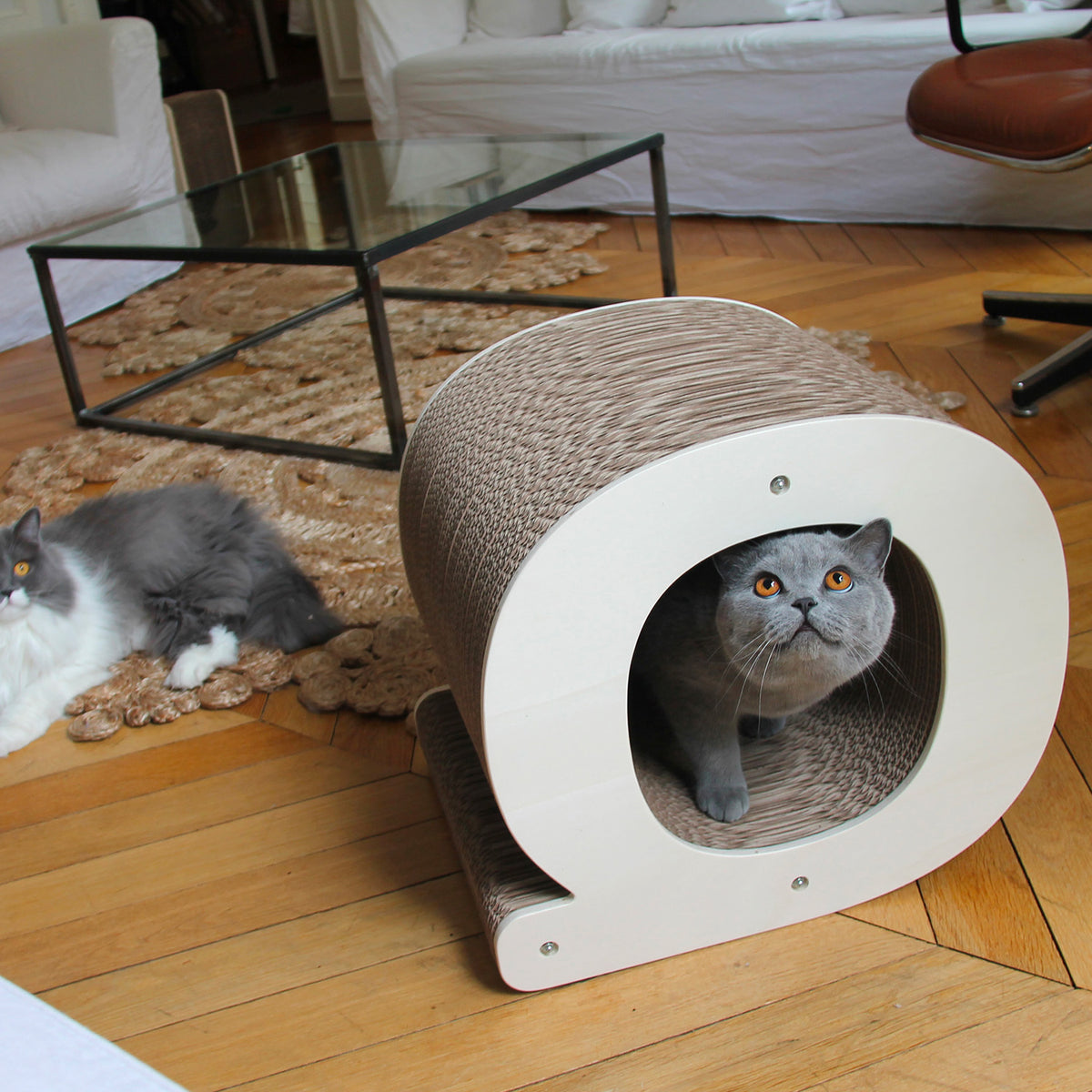 ambiance-salon-letrte-q-griffoir-chats-style-cocooning-deco-design-homycat