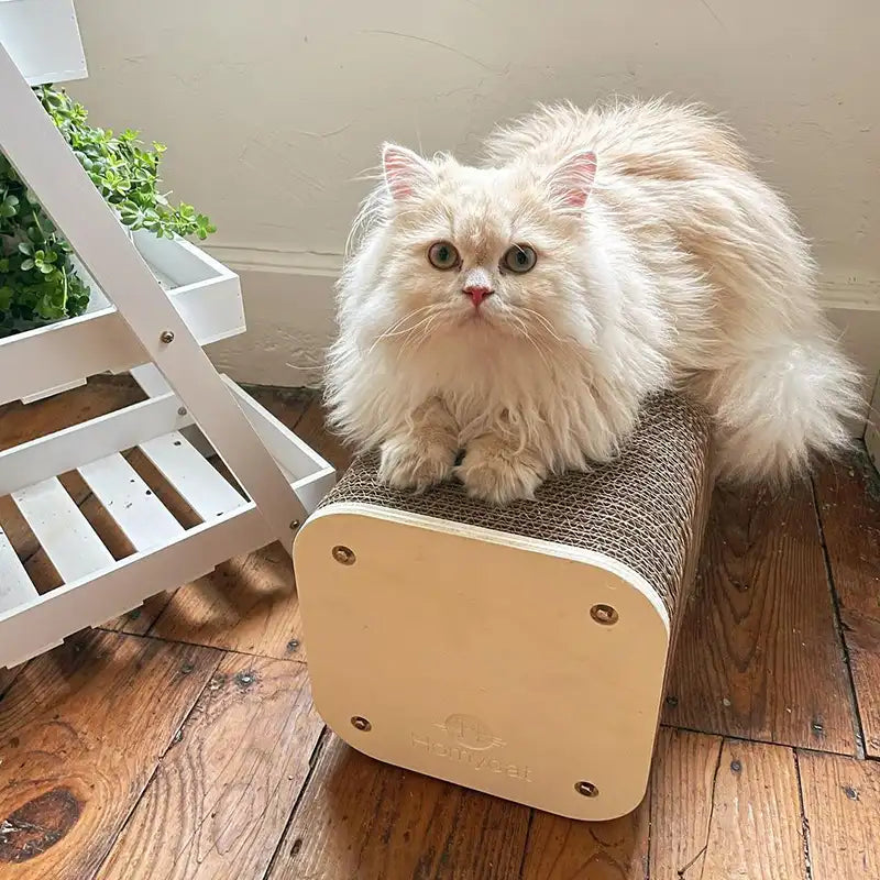 déco-appartement-chat-maison-griffoir-fauteuil-bleu-homycat