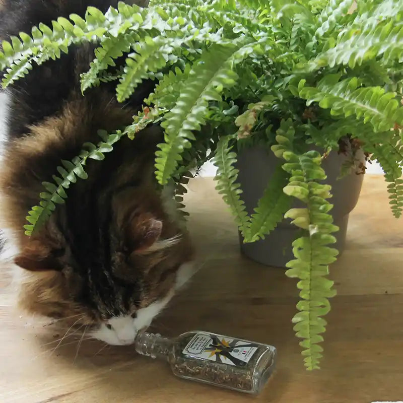 Cataire naturelle stimulante en fiole - catnip - herbe à chat française