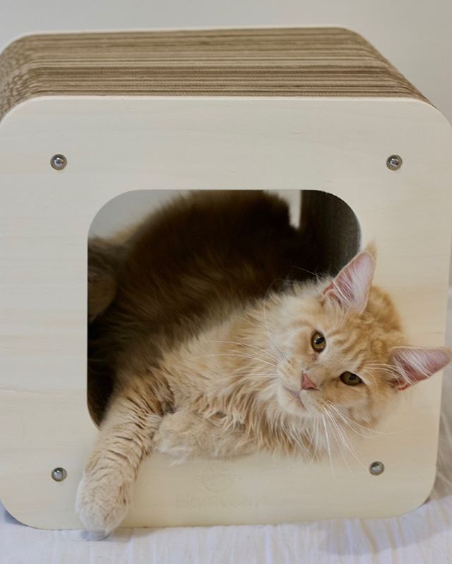 Griffoir Design Cube XL