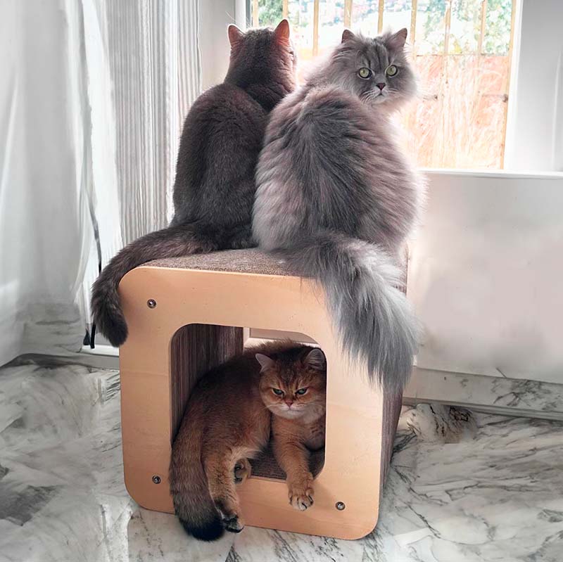 chat griffe grattoir cube design qualite carton bois france homycat