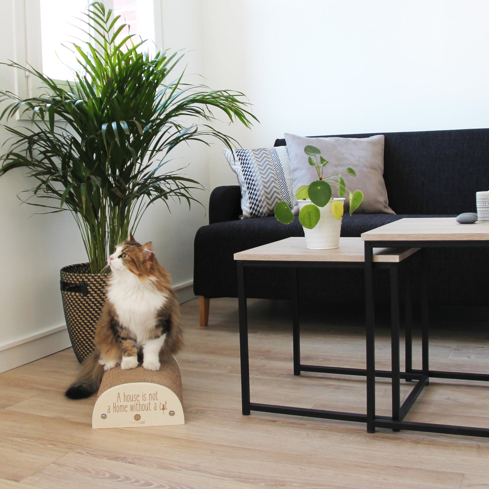 Griffoir "A house is not a home without a cat"