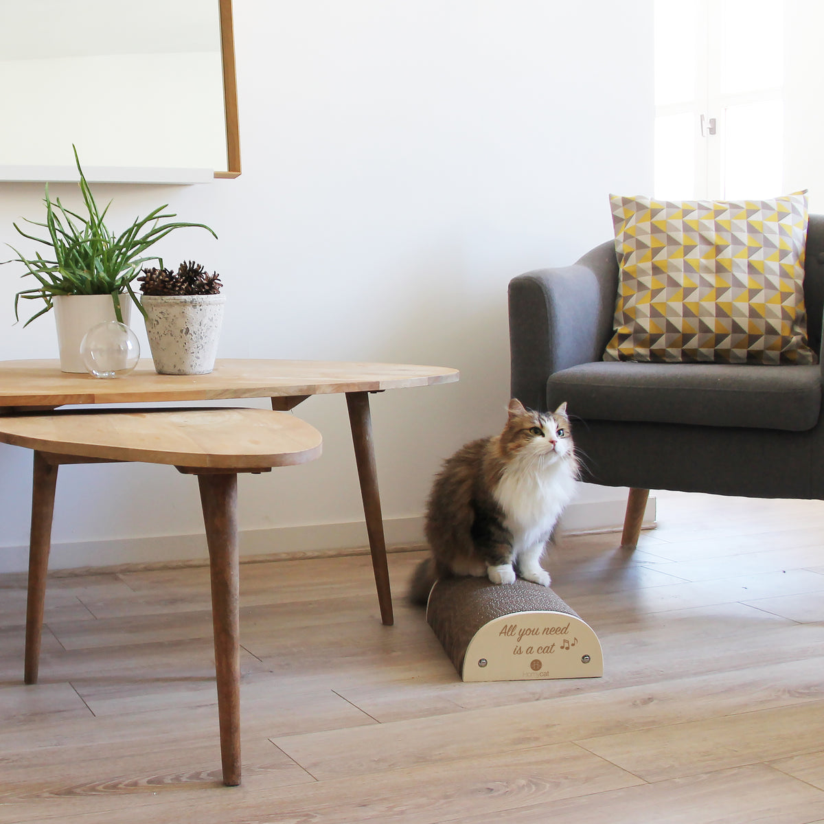 Griffoir chat &quot;All you need is a cat&quot;