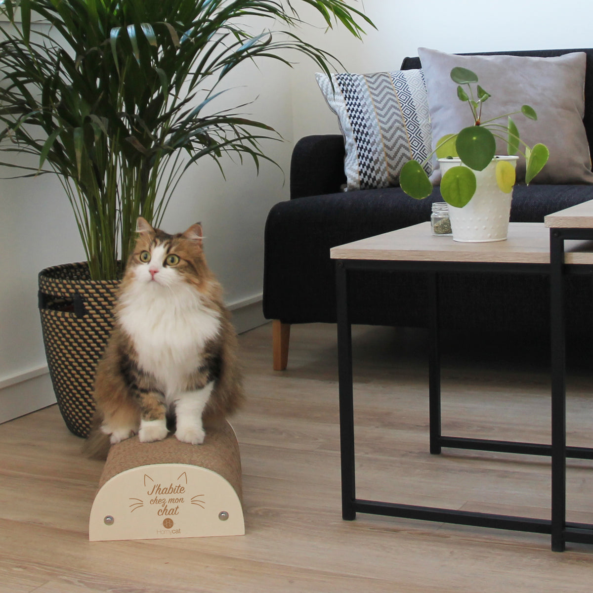 Griffoir &quot;J&#39;habite chez mon chat&quot;