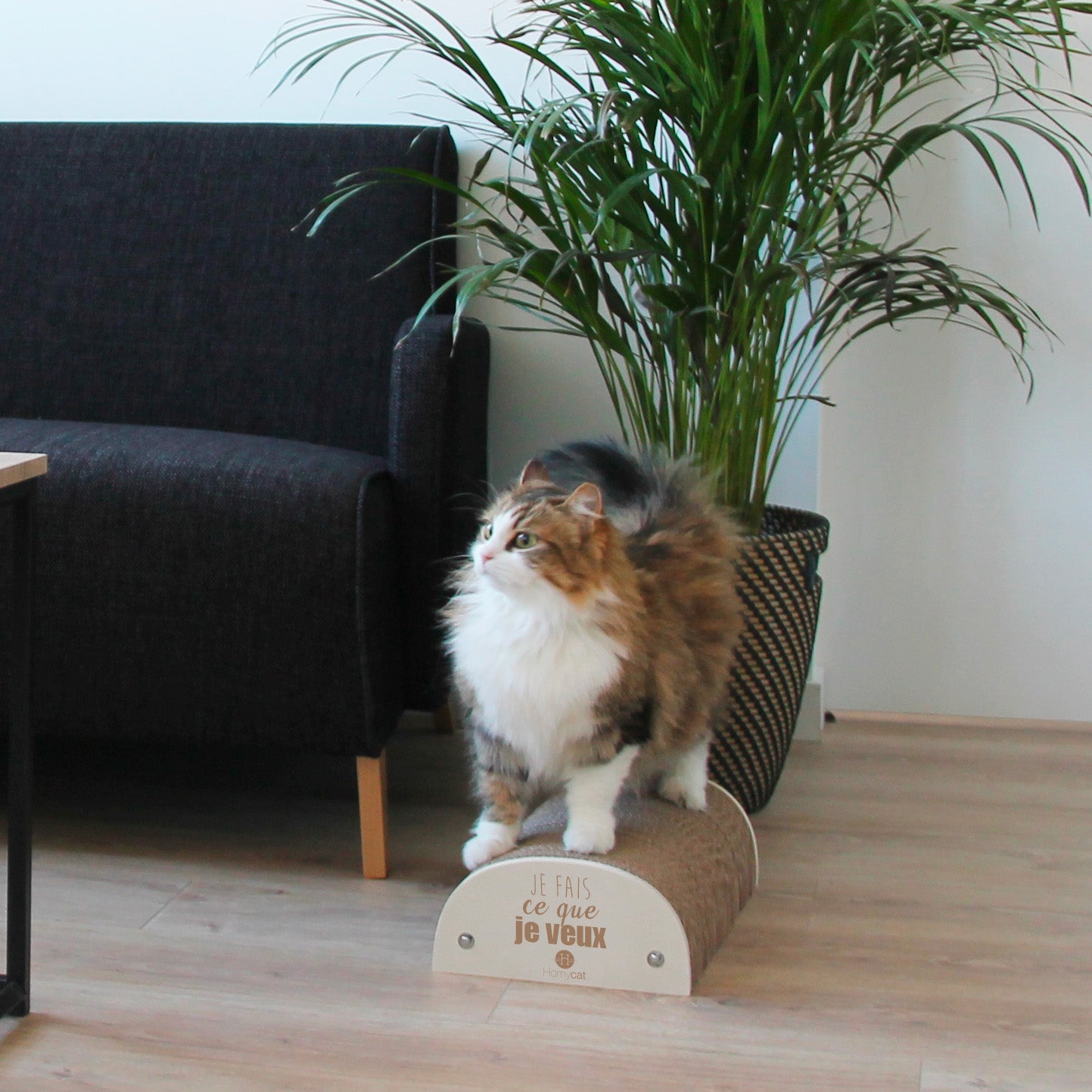 griffoir chat bois carton homycat - accessoire chat - Homycat