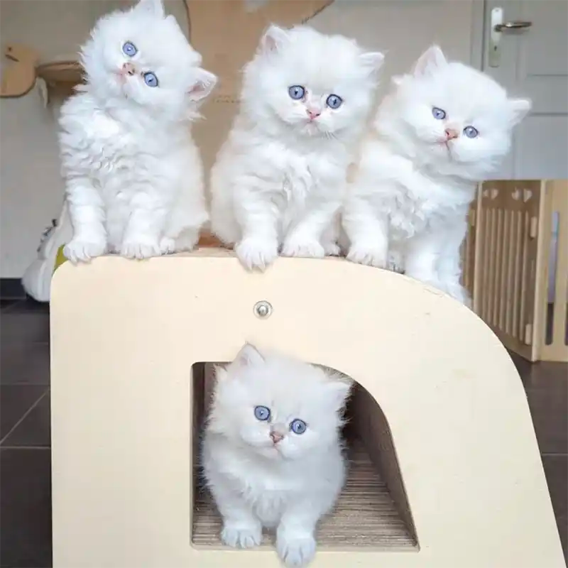 Griffoir Lettre A XL