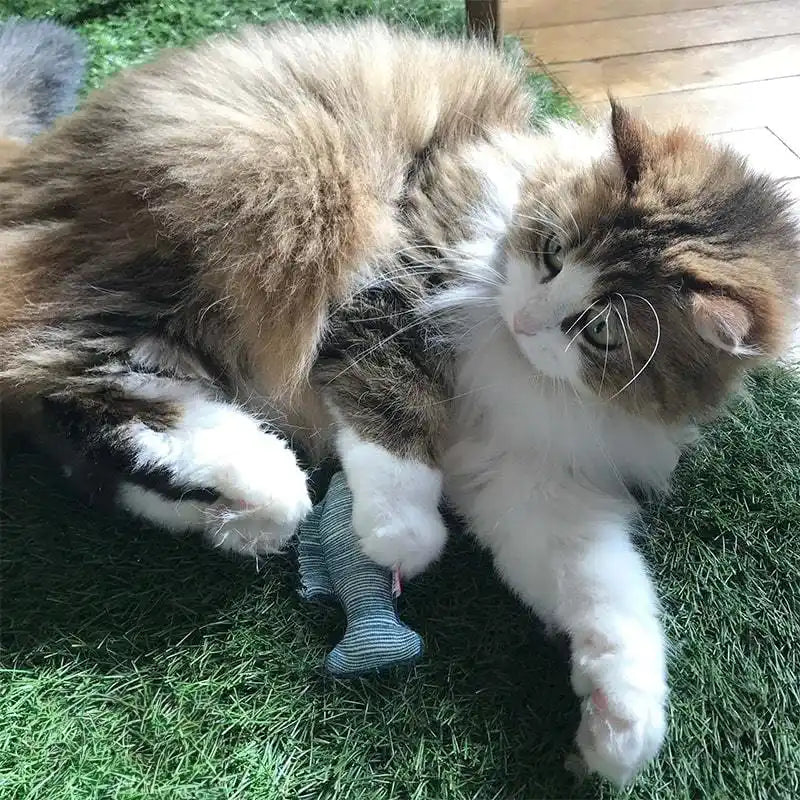 Poisson - Jouet pour chat - catnip