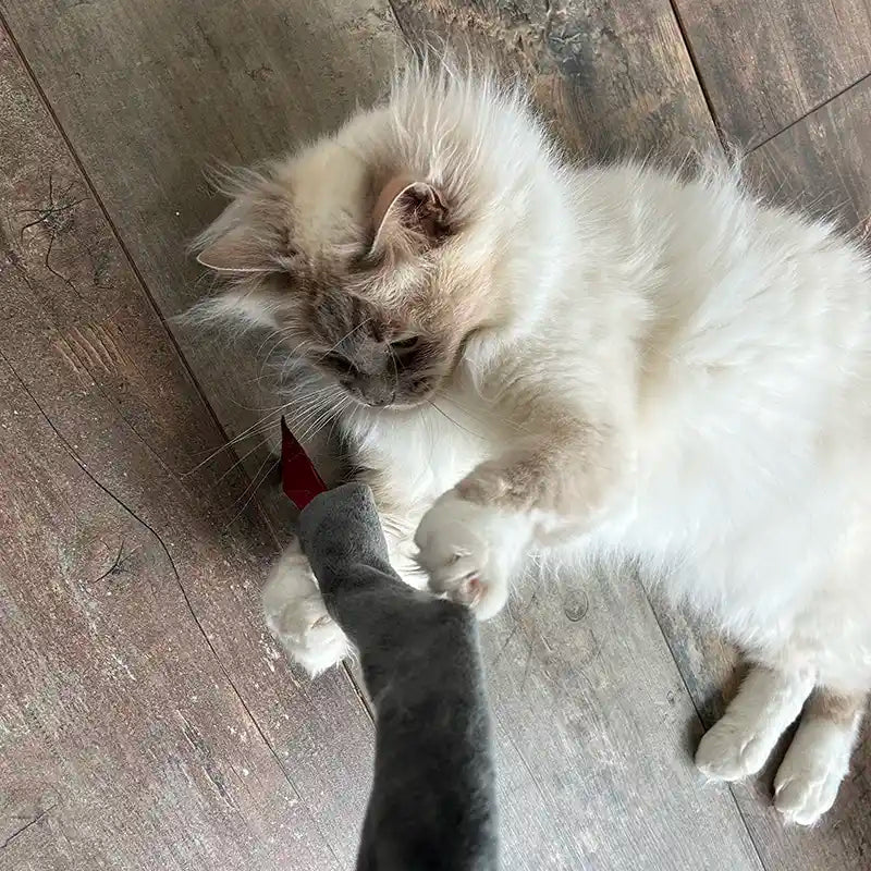 Jouet pour chat – Serpent en doudou avec cataire naturelle