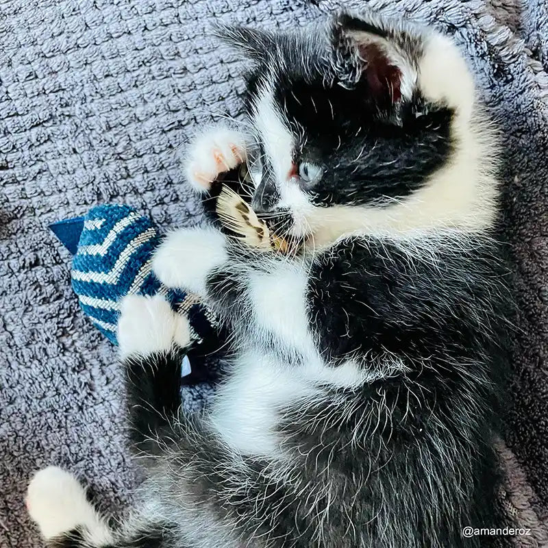 Oiseau - Jouet pour chat - catnip