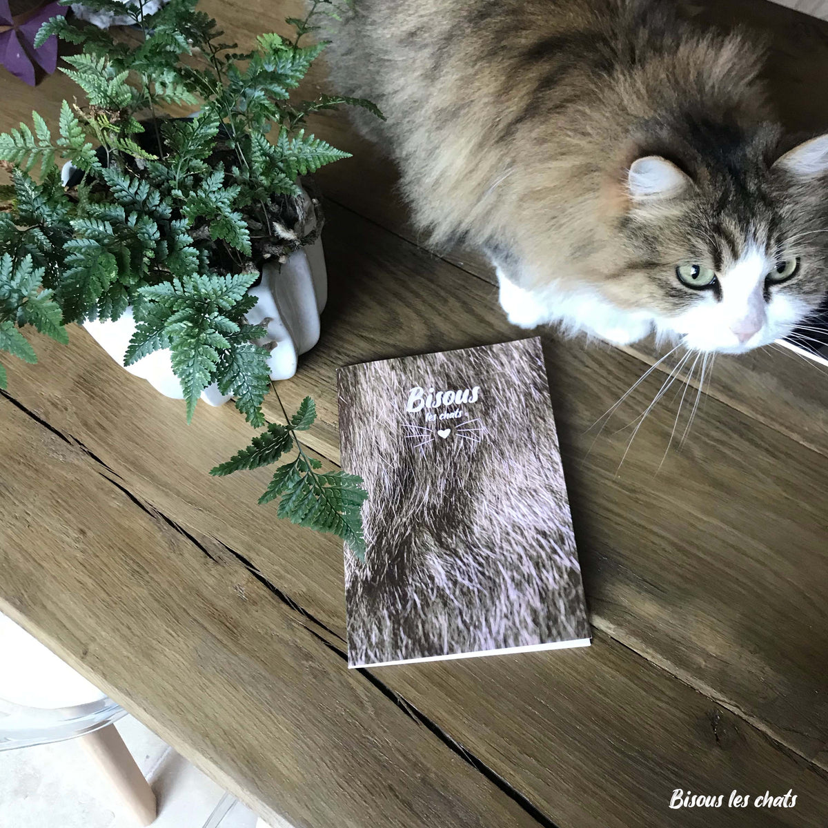 Pack de 2 Carnets - Bisous les chats - Pelage chat poils longs fluffy