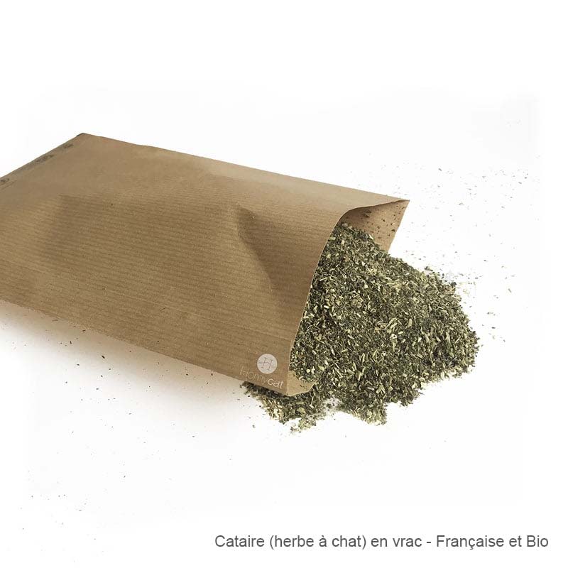 Achetez l'Herbe à Chat - Plante stimulante pour votre félin – La