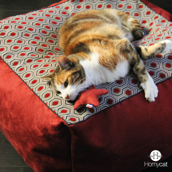 Jouet pour chat étoile rembourré d'herbe à chat naturelle