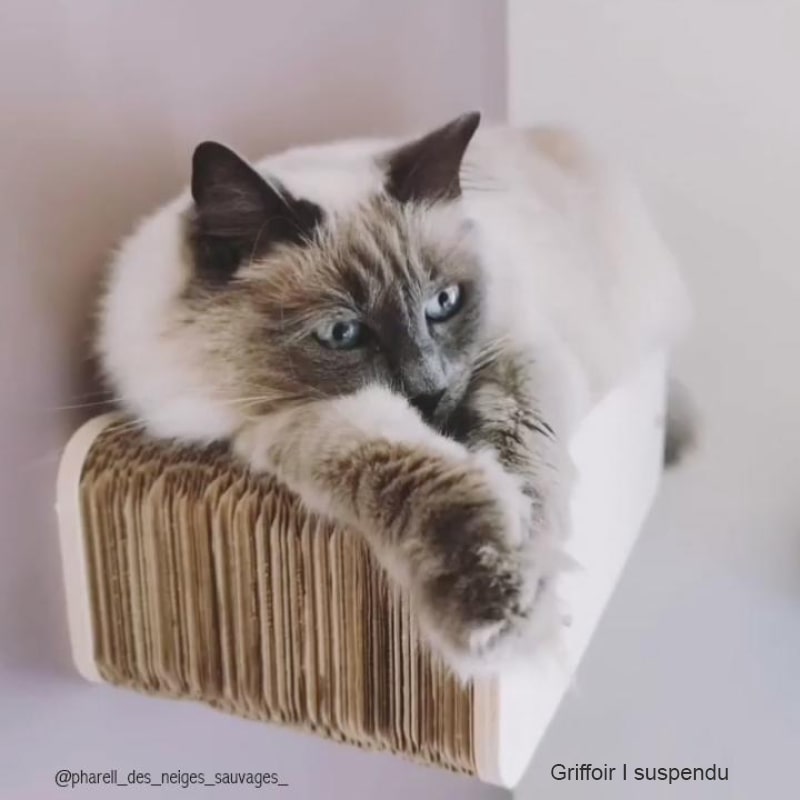 sacré-de-birmanie-perchoir-multifonction-griffoir-carton