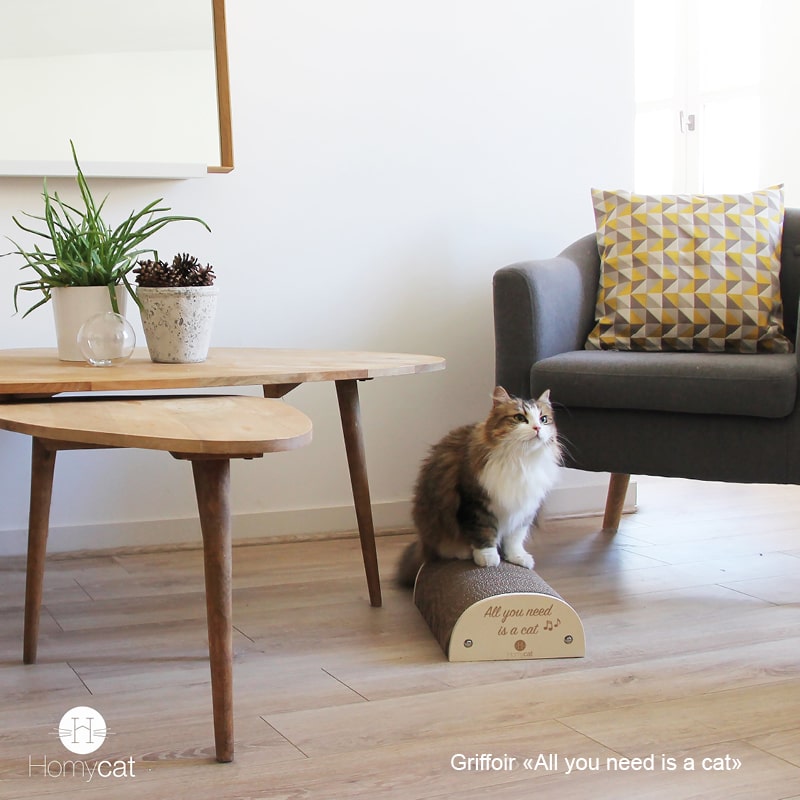 griffoir-citation-humoristique-chat-homycat-all-you-need-is-a-cat