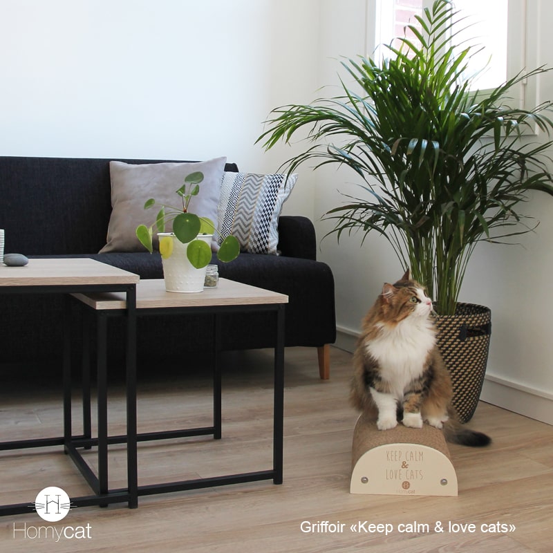 griffoir-citation-humoristique-chat-homycat-keep-calm-and-love-cats