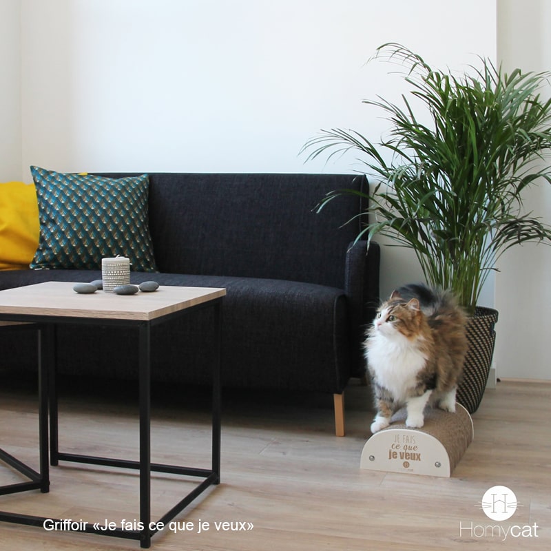 griffoir-citation-humoristique-chat-j-habite-chaz-mon-chat