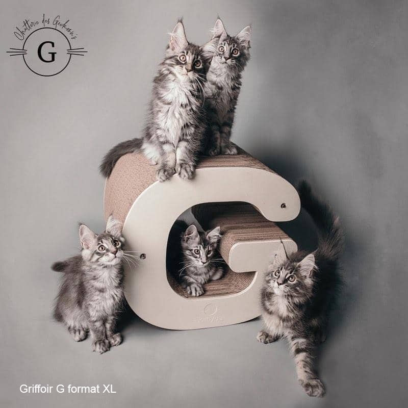 famille-mainecoon-arbre-a-chat-griffoir-lettre-g-meuble-robuste-tendance-homycat