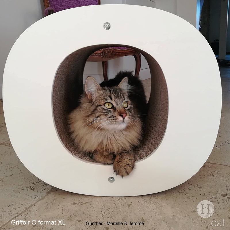 lettre-o-cabane-cachette-chat-poil-long-meuble-rond-esthétique-bois-carton-homycat